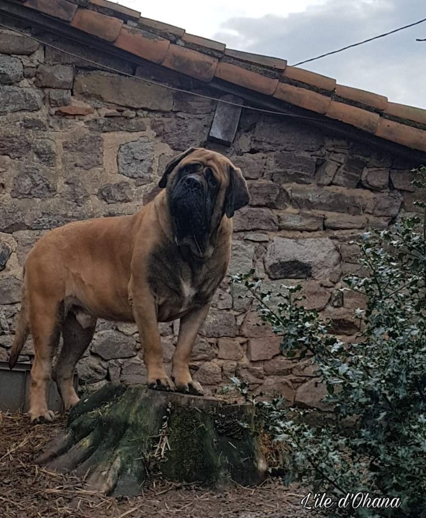 Mowgli De l'ile d'Ohana
