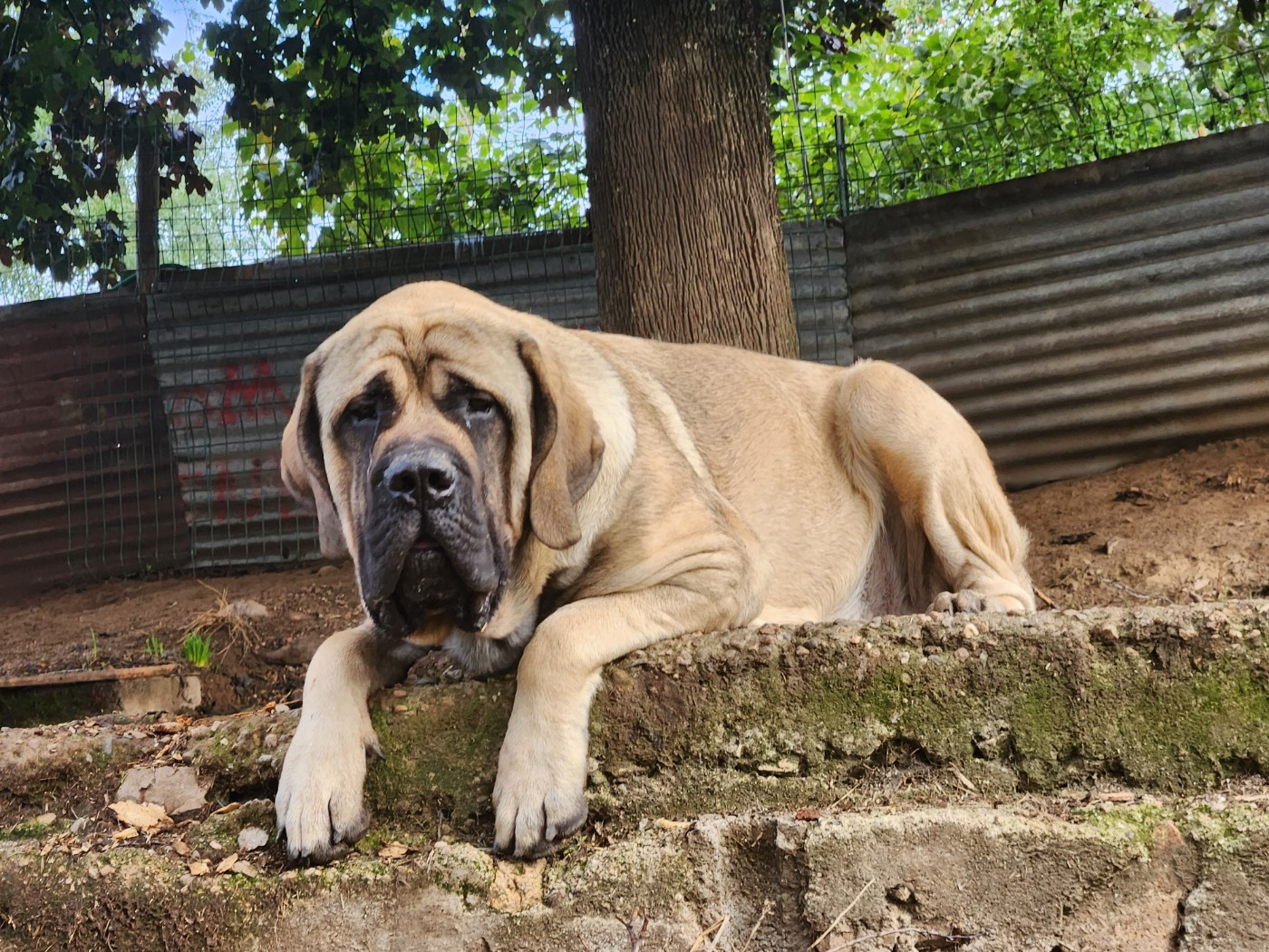 (Sans Affixe) Ransevyn Fallon