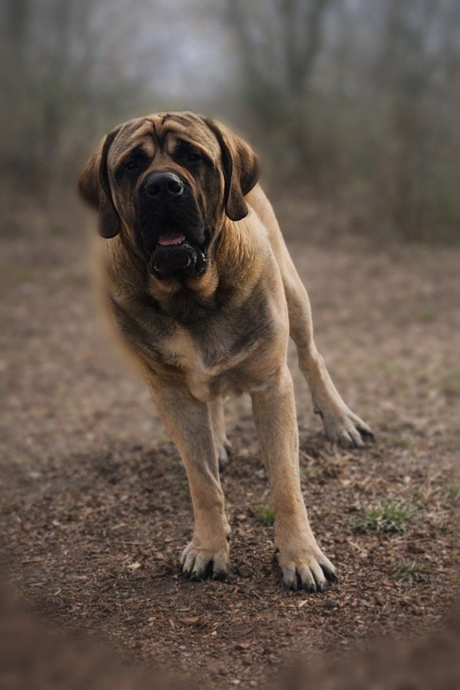 (Sans Affixe) Ransevyn Fallon
