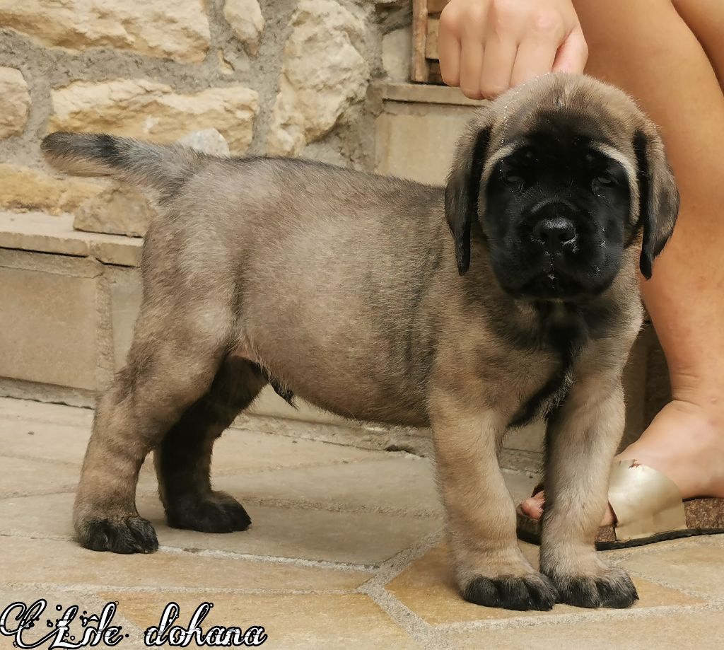 De l'ile d'Ohana - Mastiff - Portée née le 02/07/2020